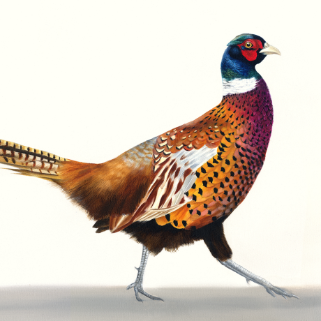 Strut_Rachel-Stubbs-Art